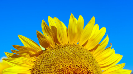Sunflowers textures and backgrounds for designers. Macro view of sunflower in bloom against the blue sky.