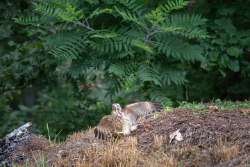 Wild Hawk in the woods.