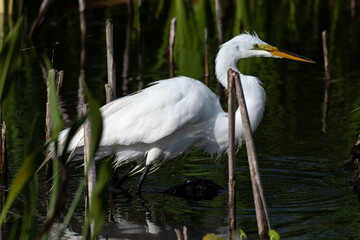 Closeup of a Great Egret in mating plumage and  walking through the dark water of a shallow Florida wetlands