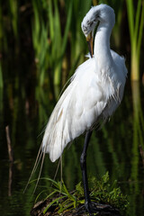 Closeup of a Great Egret in mating plumage and  walking through the dark water of a shallow Florida wetlands