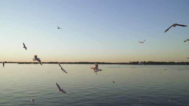 Flying seagulls in the light of the setting sun