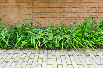 Greenery along the path and on the background of a brick wall. Small outdoor tiles. Pavement of granite.