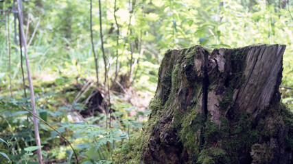 Old, dry tree stump in a sunny forest.