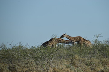 Wild African Giraffes in Etosha National Park, Namibia