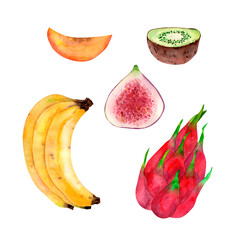 Watercolor fruit mango slice, bananas, half figs and kiwi and pitahaya hand-drawn in high quality. Concept for drawing up designs, cards, stickers, invitations