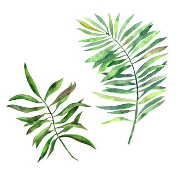 Hand-drawn watercolor tropical leaves of different palm trees in high quality. Concept for drawing up designs, cards, stickers, invitations