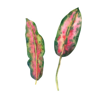 Hand-drawn watercolor tropical leaves in high quality. Concept for drawing up designs, cards, stickers, invitations