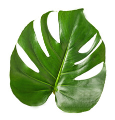 One isolated leaf of the monstera plant.Texture or background © mastak80
