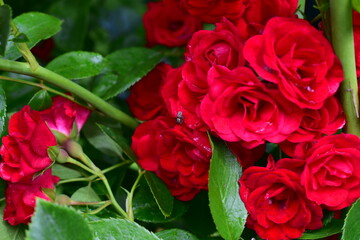 a bush of red roses in bloom