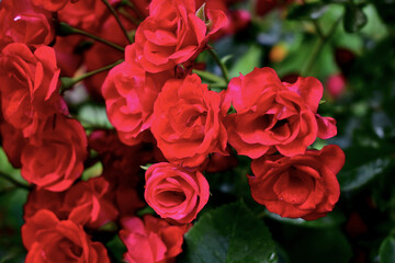 a bush of red roses in bloom
