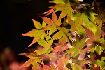 maple in night 