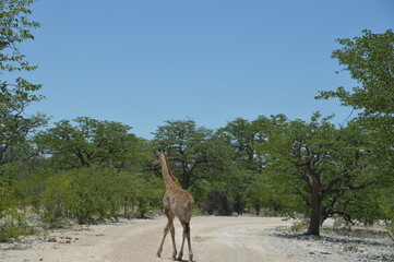 Naklejka na ściany i meble Wild African Giraffes in Etosha National Park in Namibia