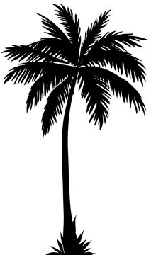 Silhouette of a coconut tree on a white background.Texture or font