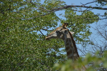 Wild African Giraffes in Etosha National Park in Namibia
