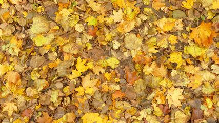 Yellow and brown autumn leaves as wallpaper