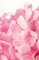 die Blüte einer pink farbebnen Hortensie