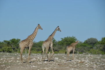 Wild African Giraffes in Etosha National Park in Namibia