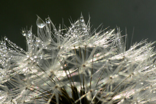 Dandelion puff ball with raindrops - close up 