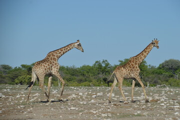 Wild African Giraffes in Etosha National Park in Namibia