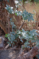 Fresh leaves are regrowing from a fallen eucalyptus tree in the California coastal natural landscape