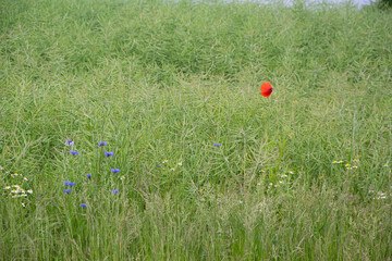 poppies in the field