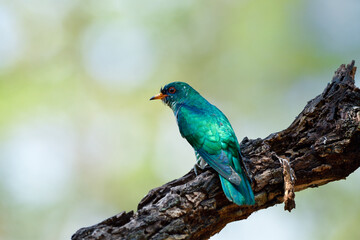 male of Asian emerald cuckoo (Chrysococcyx maculatus) resting on black burned timber over fine green background