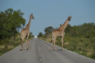 Wild African Giraffes in Etosha National Park in Namibia