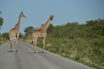 Wild African Giraffes in Etosha National Park in Namibia
