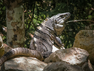 Mexican Spiny-tailed Iguana on a rock