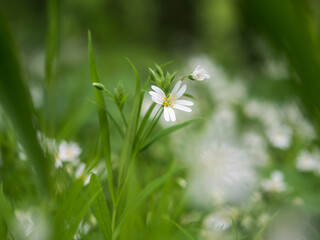 Weiß blühende Pflanzen der Sternmiere auf einer Wiese im Frühling fotografiert.