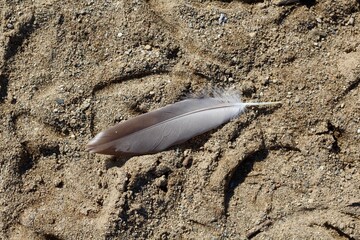 A close view of the feather in the sand surface.
