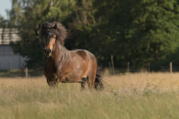 Pferd auf der Sommerweide