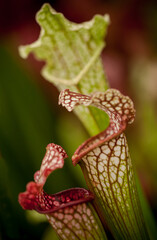 Carnivorous pitcher plants.