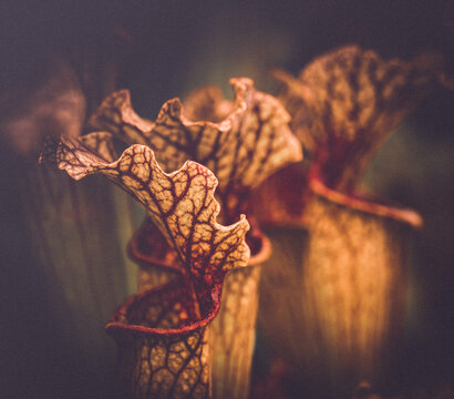 Carnivorous pitcher plants.