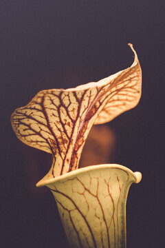 Carnivorous pitcher plants.