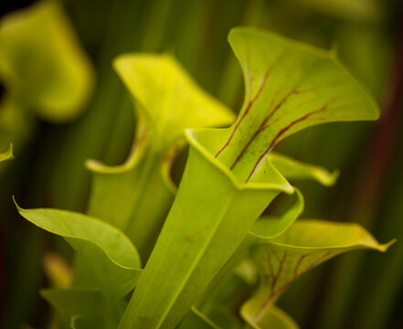 Carnivorous pitcher plants.