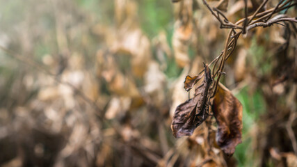 Dry leaves in the branches in autumn