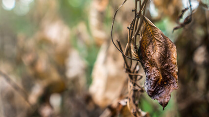 Dry leaves in the branches in autumn