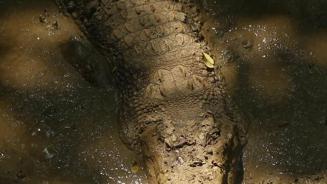Two saltwater crocodile soaking in the mud during the daytime