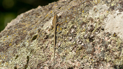 lizard on the stone