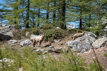 Two alpine sheep in dense forest of the italian alps looking towards camera
