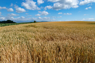 北海道　美瑛町の夏の風景