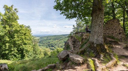 Fototapeta na wymiar tree-lined landscape in the mountain