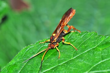 Samica pięknego dużego gąsienicznika (Callajoppa cirrogaster) spija rosę z liścia