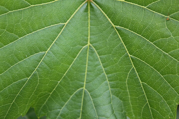 close up grape leaf.