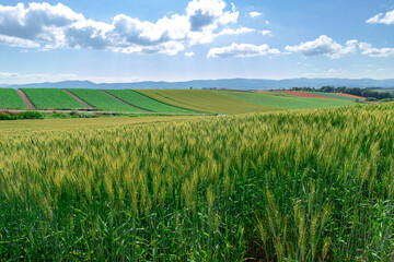 北海道　美瑛町の夏の風景