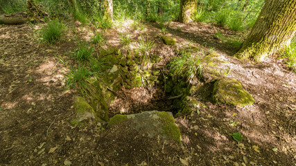 green moss on the stone