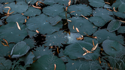 Beautiful green lotus leaves in the pond with brown leaves falling over the beautiful natural background