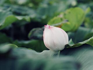 Beautiful green lotus leaves in the pond with brown leaves falling over the beautiful natural background
