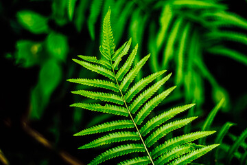 Fern leaf close-up nature concept idea background. House decoration .gardening concept idea